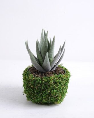 Artificial succulent 10*9.5*15cm Succulent in plastic pot GS-30319125 Succulent YeahFlower is one of Chinese leading OEM manufacturers and exporters , supplying the silk flowers, wholesale artificial trees Artificial succulent 10*9.5*15cm Succulent in plastic pot GS-30319125