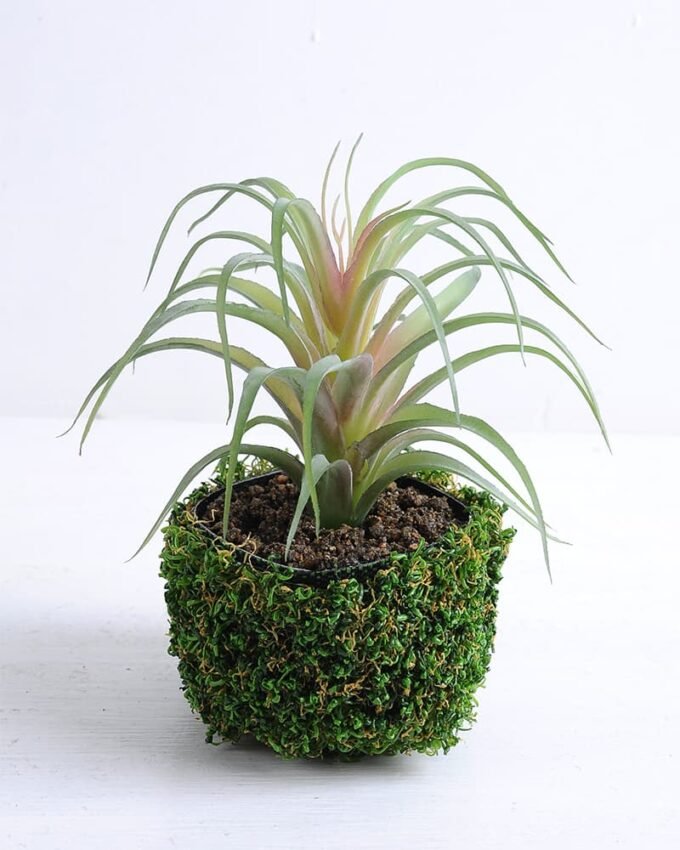 Artificial succulent 17*19*16cm Succulent in plastic pot GS-30319126 1 Artificial succulent 17*19*16cm Succulent in plastic pot GS-30319126