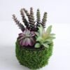 Artificial succulent 16*13*21cm Succulent in plastic pot GS-30319135 1 Artificial succulent 16*13*21cm Succulent in plastic pot GS-30319135