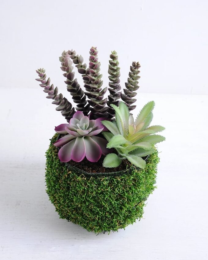Artificial succulent 16*13*21cm Succulent in plastic pot GS-30319135 1 Artificial succulent 16*13*21cm Succulent in plastic pot GS-30319135
