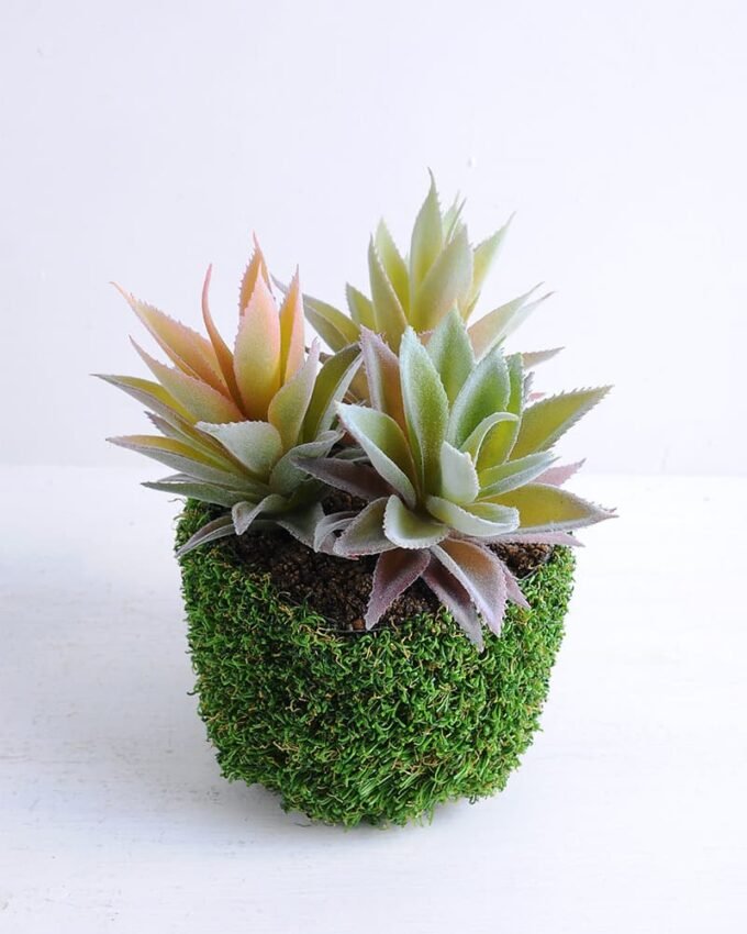 Artificial succulent 19*20*22cm Succulent in plastic pot GS-30319136 1 Artificial succulent 19*20*22cm Succulent in plastic pot GS-30319136