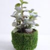Artificial succulent 20*16*17cm Succulent in plastic pot GS-30319137 1 Artificial succulent 20*16*17cm Succulent in plastic pot GS-30319137