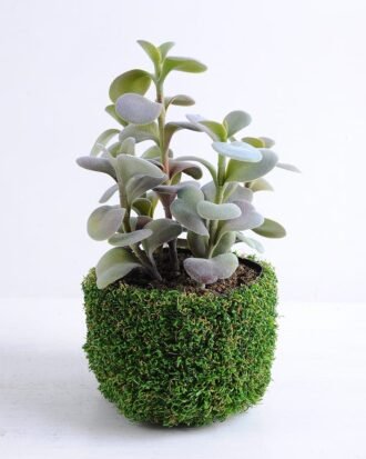 Artificial succulent 20*16*17cm Succulent in plastic pot GS-30319137