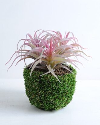 Artificial succulent 21*20*21cm Succulent in plastic pot GS-30319138