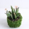 Artificial succulent 17*19*16cm Succulent in plastic pot GS-30319153 1 Artificial succulent 17*19*16cm Succulent in plastic pot GS-30319153