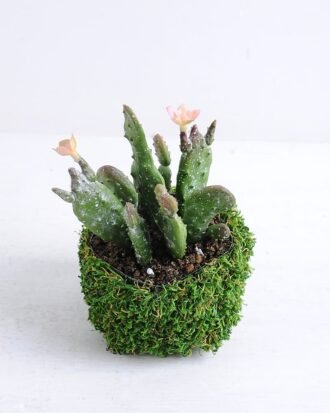 Artificial succulent 17*19*16cm Succulent in plastic pot GS-30319153