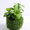 Artificial succulent 17*19*16cm Succulent in plastic pot GS-30319154