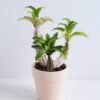 Artificial succulent 16*13*21cm Succulent in terrecotta pot GS-30319130