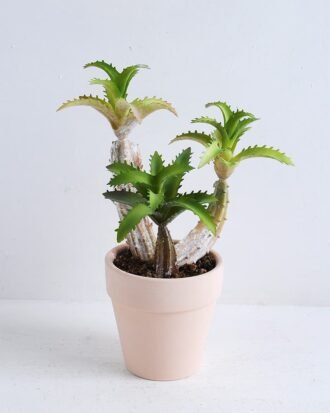 Artificial succulent 16*13*21cm Succulent in terrecotta pot GS-30319130