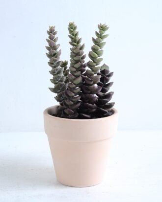 Artificial succulent 8*8*17cm Succulent in terrecotta pot GS-30319132