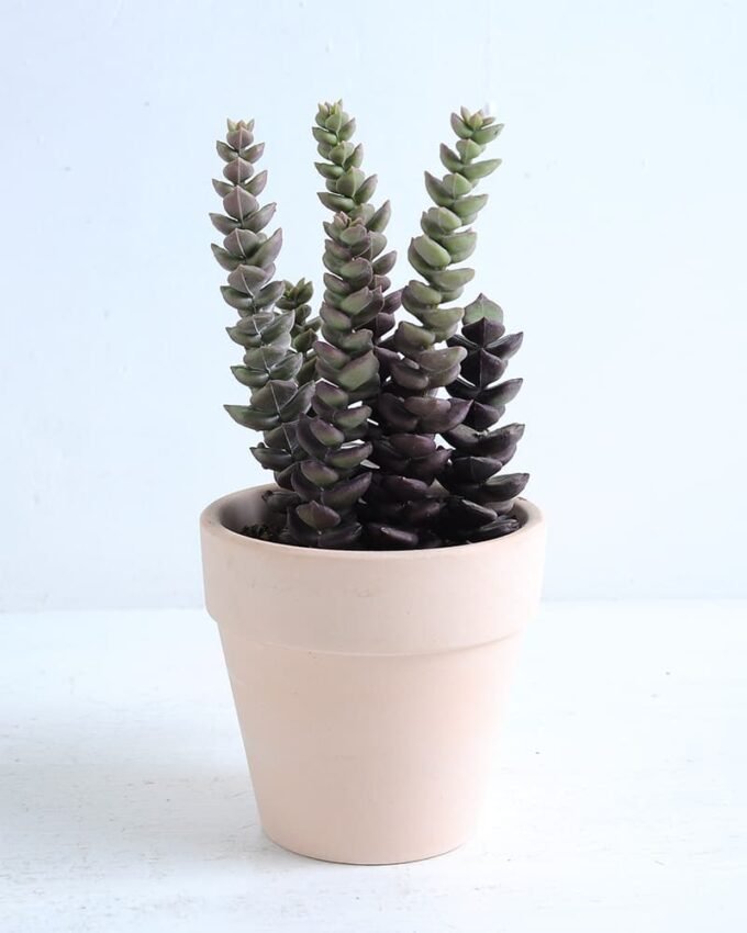 Artificial succulent 8*8*17cm Succulent in terrecotta pot GS-30319132 1 Artificial succulent 8*8*17cm Succulent in terrecotta pot GS-30319132