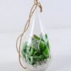 Artificial succulent 9*9*19CM Succulent plants in glass pot GS-51719035