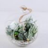 Artificial succulent 12*12*13CM Succulent plants in glass pot GS-51719037