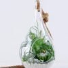 Artificial succulent 12*12*22CM Succulent plants in glass pot GS-51719039