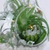 Artificial succulent 12*12*22CM Succulent plants in glass pot GS-51719039