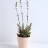Artificial succulent 8*8 Artificial succulent 8*8.5*30cm Wild flowers in terrecotta pot GS-30319128