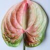 Artificial Flower 12*67CM ANTHURIUM GS-52120001-P1 2 Artificial Flower 12*67CM ANTHURIUM GS-52120001-P1