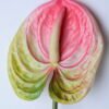 Artificial Flower 12*67CM ANTHURIUM GS-52120001-P2 2 Artificial Flower 12*67CM ANTHURIUM GS-52120001-P2