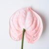 Artificial Flower 12*67CM ANTHURIUM GS-52120001-P3 2 Artificial Flower 12*67CM ANTHURIUM GS-52120001-P3