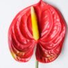 Artificial Flower 12*67CM ANTHURIUM GS-52120001-R1 2 Artificial Flower 12*67CM ANTHURIUM GS-52120001-R1