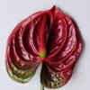 Artificial Flower 12*67CM ANTHURIUM GS-52120001-R2 2 Artificial Flower 12*67CM ANTHURIUM GS-52120001-R2