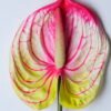 Artificial Flower 12*67CM ANTHURIUM GS-52120001-R3 2 Artificial Flower 12*67CM ANTHURIUM GS-52120001-R3