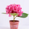 Artificial Flower 30*28*27CM Hydrange in plastic pot GS-15420014-R1 1 Artificial Flower 30*28*27CM Hydrange in plastic pot GS-15420014-R1