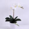 Artificial Flower 22*38CM Orchid*5 in plastic pot GS-15420013 1 Artificial Flower 22*38CM Orchid*5 in plastic pot GS-15420013