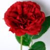 Artificial Flower 7*34CM Rose GS-46320002-R2 2 Artificial Flower 7*34CM Rose GS-46320002-R2
