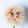 Artificial Flower 19*76CM Single Dandelion(L) GS-58720018-O1