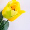 Artificial Flower 22*51CM Tulip*7 GS-05520030-Y1