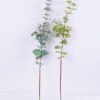 Artificial Plant 15*75CM Eucalyptus Spray GS-27920009