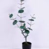 Artificial Plant 29*19*58CM Eucalyptus in plastic pot/lvs34 GS-15420008