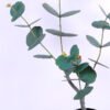 Artificial Plant 29*19*58CM Eucalyptus in plastic pot/lvs34 GS-15420008