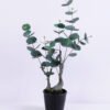 Artificial Plant 33*15*61CM Eucalyptus in plastic pot/lvs53 GS-15420007 1 Artificial Plant 33*15*61CM Eucalyptus in plastic pot/lvs53 GS-15420007