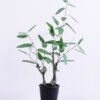 Artificial Plant 42*31*65CM Eucalyptus in plastic pot/lvs53 GS-15420009 1 Artificial Plant 42*31*65CM Eucalyptus in plastic pot/lvs53 GS-15420009