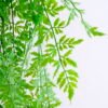 Artificial Plant 38*111CM Fern Hanging*5 GS-48420006