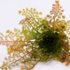Artificial Plant 27*33CM Fern bush*15 GS-59120014