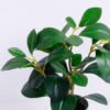 Artificial Plant 23*18*28CM Ficus in the plastic pot GS-05520049 2 Artificial Plant 23*18*28CM Ficus in the plastic pot GS-05520049