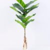 Artificial Plant 37*89CM Ficus/lvs10 GS-25820014 1 Artificial Plant 37*89CM Ficus/lvs10 GS-25820014