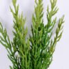 Artificial Plant 16*47CM Succlent Bush*9 GS-59120003