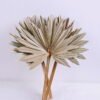 Artificial Plant 31*45CM palm-leaf fan GS-56620005
