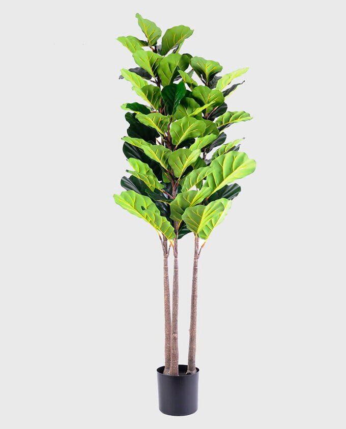 Artificial Tree 180CM Ficus*3 GS-48520006 1 Artificial Tree 180CM Ficus*3 GS-48520006