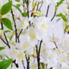 Artificial Tree 74*69*132CM Cherry blossom tree in plastic pot GS-15420002 2 Artificial Tree 74*69*132CM Cherry blossom tree in plastic pot GS-15420002