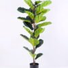 Artificial Tree 53*42*120CM Ficus in plastic pot/lvs28 GS-48520012