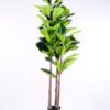 Artificial Tree 57*56*158CM Ficus in plastic pot/lvs64 GS-48520016 1 Artificial Tree 57*56*158CM Ficus in plastic pot/lvs64 GS-48520016