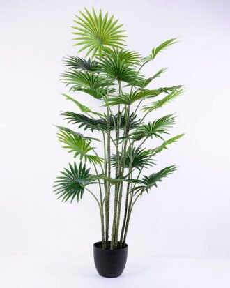 Artificial Tree 76*76*144CM Livistona chinensis in plastic pot/lvs24 GS-48520023 Tree&Plant YeahFlower is one of Chinese leading OEM manufacturers and exporters , supplying the silk flowers, wholesale artificial trees Artificial Tree 76*76*144CM Livistona chinensis in plastic pot/lvs24 GS-48520023