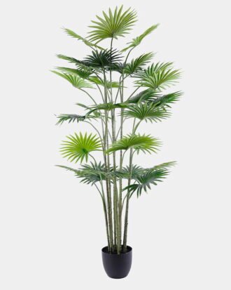 Artificial Tree 80*82*158CM Livistona chinensis in plastic pot/lvs27 GS-48520024 Tree&Plant YeahFlower is one of Chinese leading OEM manufacturers and exporters , supplying the silk flowers, wholesale artificial trees Artificial Tree 80*82*158CM Livistona chinensis in plastic pot/lvs27 GS-48520024