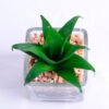 Artificial succulent 6.5*6 Artificial succulent 6.5*6.7*10cm succulent plants in glass pot GS-51720006