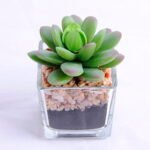 Artificial succulent 5.3*6.7*7.8cm succulent plants in glass pot GS-51720008